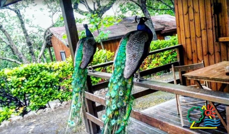 Divacamp San Marino Hotell Eksteriør bilde